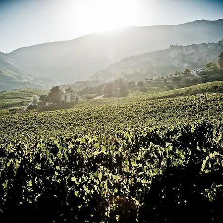 Tenuta Testarossa