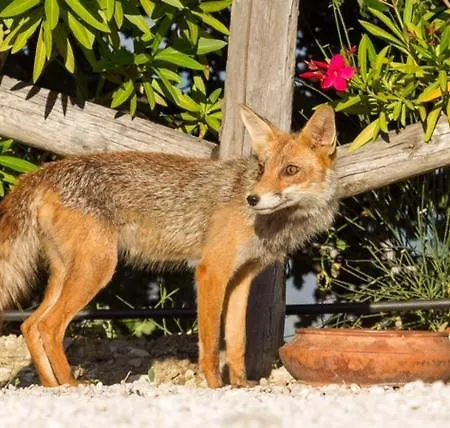 坦奴塔特斯坦罗萨酒店 * Pescosansonesco